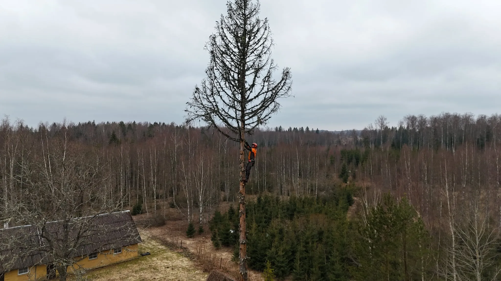 Ohtlike puude langetamine